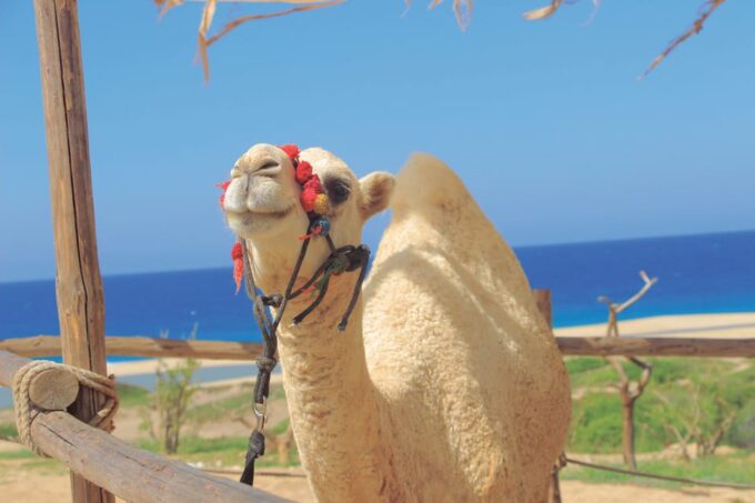Beach ATV & Camel Ride COMBO in Cabo by Cactus Tours Park - Camel Encounter