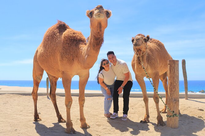 Beach ATV & Camel Ride COMBO in Cabo by Cactus Tours Park - Inclusions and Transportation