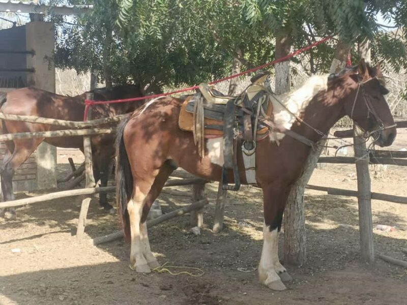 Beach Club All Inclusive: Horse Ride Water Sports Food Drink - Frequently Asked Questions