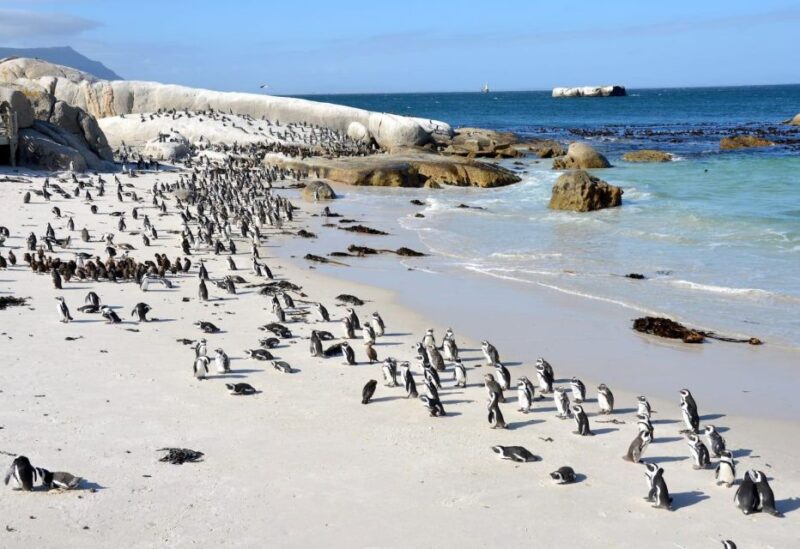 Beach Day at Boulders Beach & Penguin Watching, Half Day - Pickup and Drop-off Options