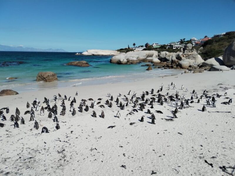 Beach Day at Boulders Beach & Penguin Watching, Half Day - Itinerary Highlights