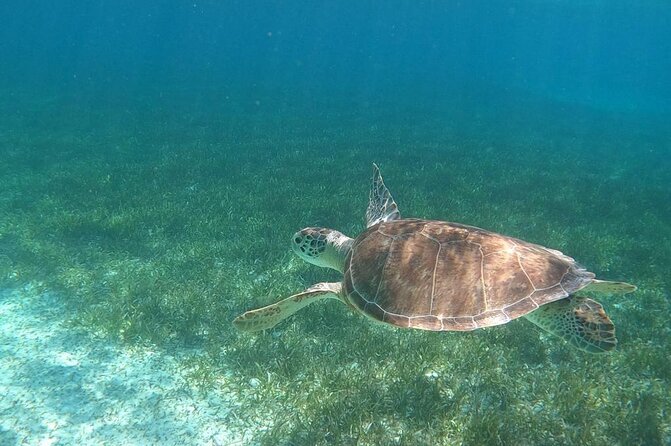 Beach Day Swim With Turtles and Pigs Excursion in Nassau - Destination Overview