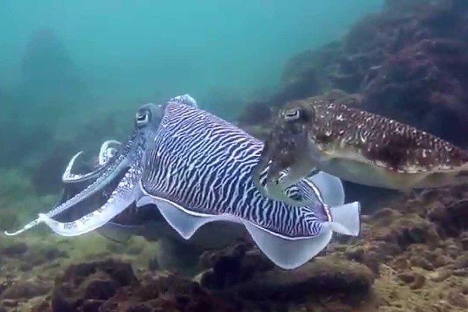 Beach Dive at the Great House Reef - Scheduling and Availability