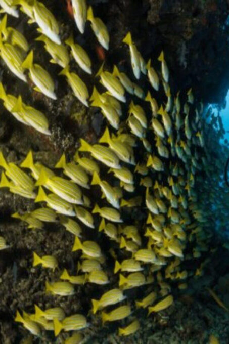 Beach: Dive in Cozumel - Frequently Asked Questions