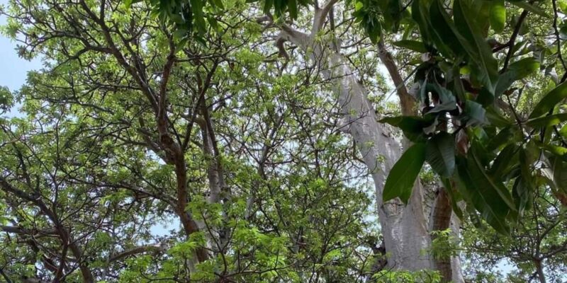 Beach: Guided Nature Hike to Cidade Velha - Customer Reviews and Ratings