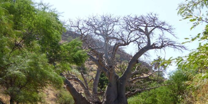 Beach: Guided Nature Hike to Cidade Velha - Iconic 400-Year-Old Baobab