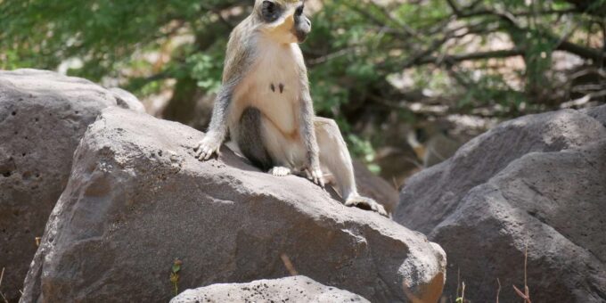 Beach: Guided Nature Hike to Cidade Velha - Frequently Asked Questions