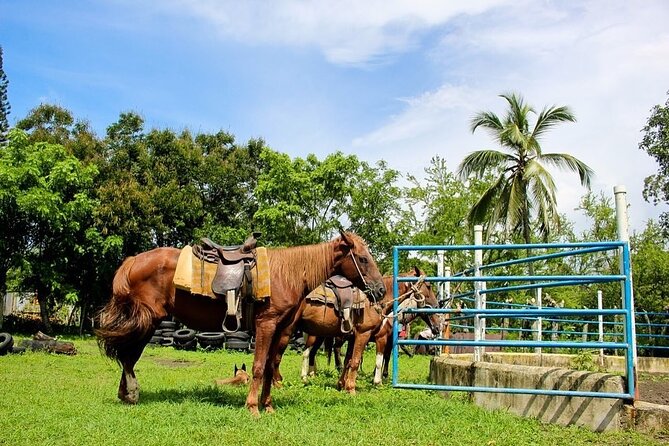 Beach Horse Ride Punta Cana - El Limon & La Sabana De Nisibon - Exploring El Limon and Nisibon