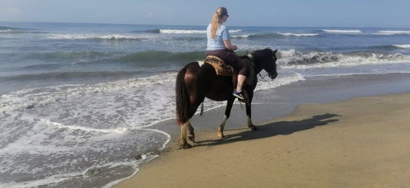 .Beach Horse Riding Turtle Release Crocodile Farm Experience - Experience Highlights