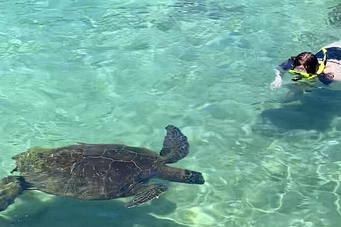 Beach Snorkel - Sea Turtle and Black Sand Lagoon - Snorkel Tour From Hilo