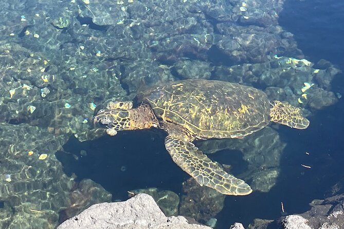 Beach Snorkel - Sea Turtle and Black Sand Lagoon - Cancellation and Weather Policies