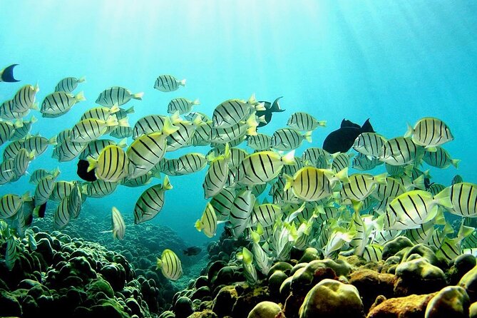 Beach Snorkel - Sea Turtle and Black Sand Lagoon - Suitability and Fitness Requirements