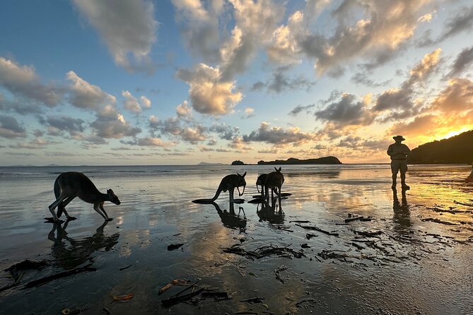 Beach Sunrise With the Wallabies - Cancellation and Pricing