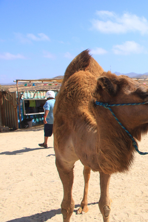 Beach UTV & Camel Ride COMBO in Cabo by Cactus Tours Park - Key Points