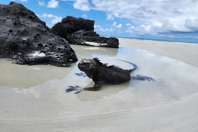 Beach Wildlife and Snorkel Adventure With Underwater Specialist - Key Points