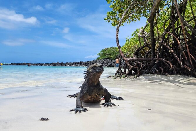 Beach Wildlife and Snorkel Adventure With Underwater Specialist - Meeting and Pickup Information