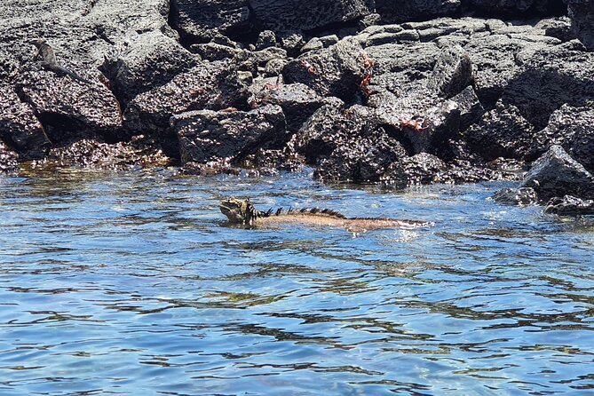 Beach Wildlife and Snorkel Adventure With Underwater Specialist - Exploring Santa Cruz Island