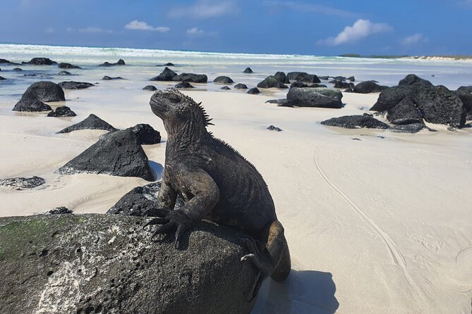 Beach Wildlife and Snorkel Adventure With Underwater Specialist - Snorkeling in Calm Waters