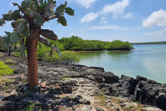 Beach Wildlife and Snorkel Adventure With Underwater Specialist - Encounters With Marine Wildlife
