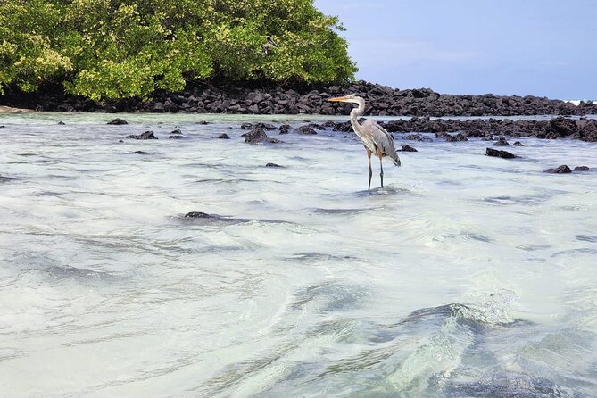 Beach Wildlife and Snorkel Adventure With Underwater Specialist - Inclusions and Amenities