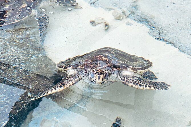 Beachcomber Island Day Trip Fiji's Authentic Island Experience - Practical Tips & Considerations