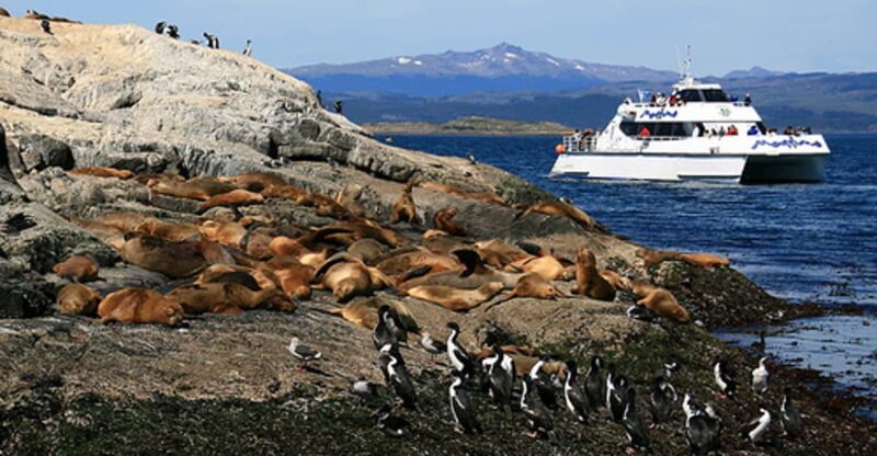 Beagle Channel and Sea Lions Catamaran Tour - Key Points