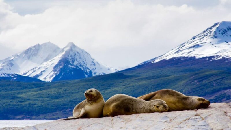 Beagle Channel and Sea Lions Catamaran Tour - Tour Experience and Highlights