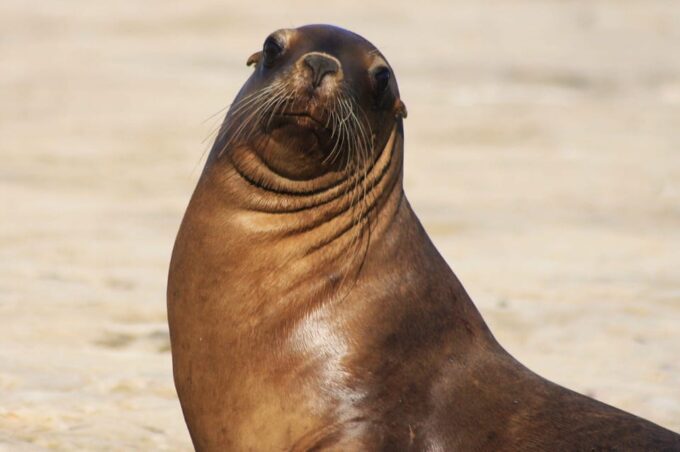 Beagle Channel and Sea Lions Catamaran Tour - Cancellation Policy