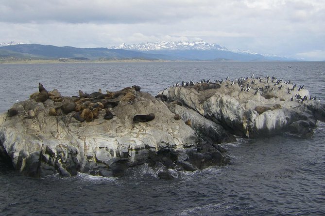 Beagle Channel and Seal Island Catamaran Tour From Ushuaia - Tour Overview