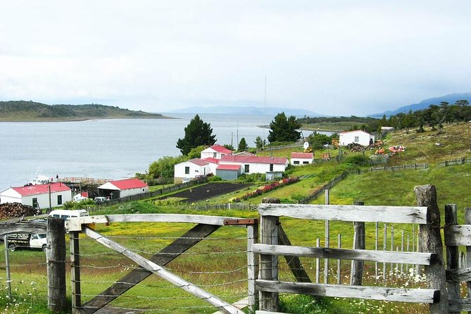 Beagle Channel Navigation Adventure: Penguin Watching Experience - Wildlife Encounters