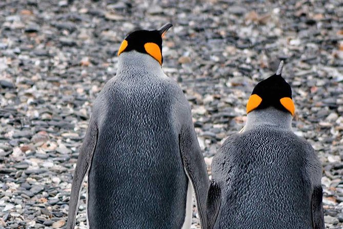 Beagle Channel Navigation Adventure: Penguin Watching Experience - Accessibility and Accommodations