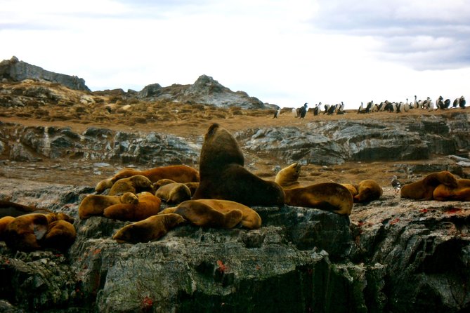 Beagle Channel Navigation Adventure: Penguin Watching Experience - Scheduling and Logistics