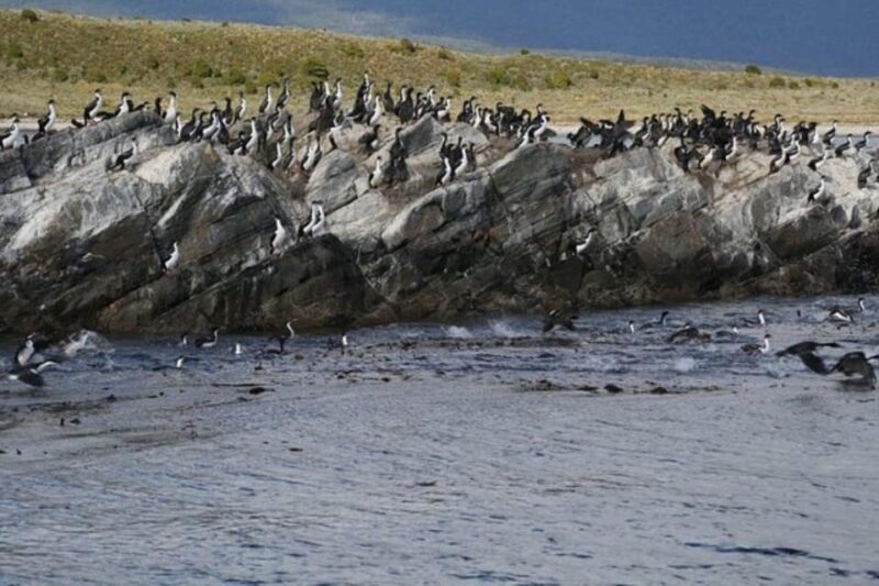 Beagle Channel Navigation On Yacht - Wildlife and Scenic Views