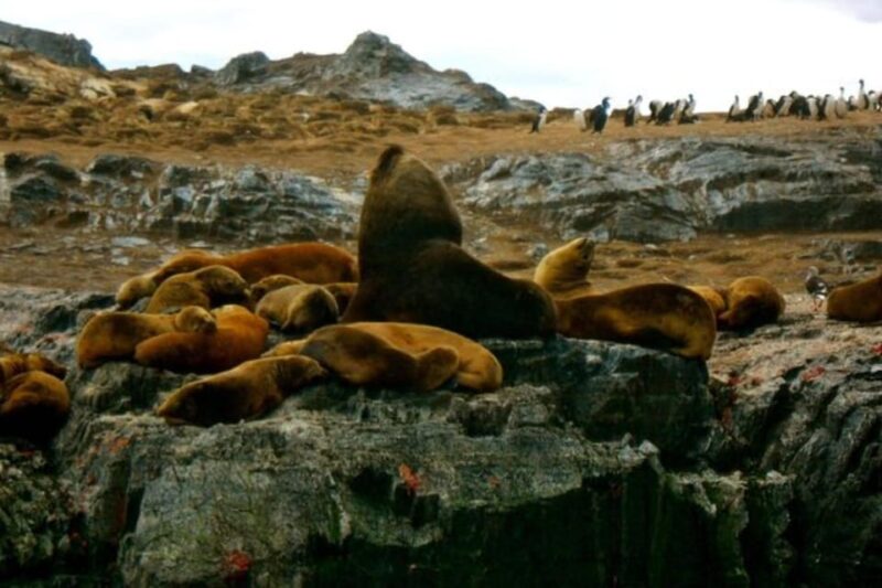 Beagle Channel Navigation On Yacht - Refreshments Included