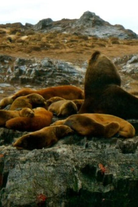 Beagle Channel Navigation On Yacht - Availability and Pricing