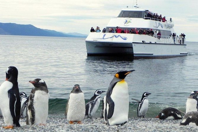 Beagle Channel Navigation Penguin Colony - Meeting and Logistics
