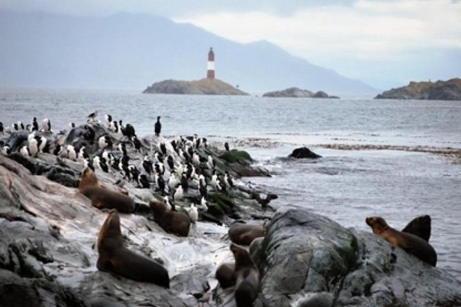 Beagle Channel Navigation Penguin Colony - Pricing and Booking