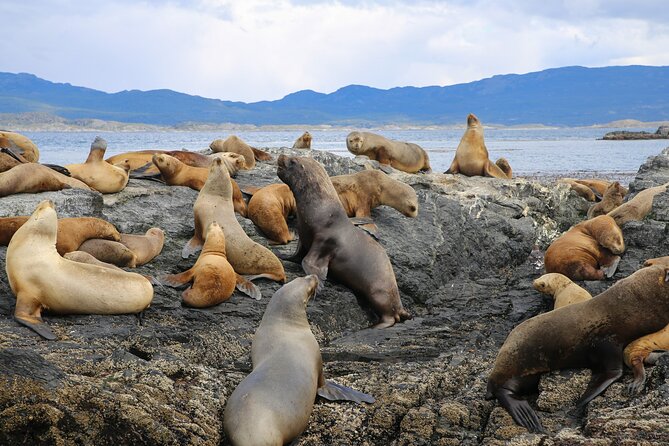 Beagle Channel Sailing Tour: Birds, Seals & Penguins Islands - Sailing Experience