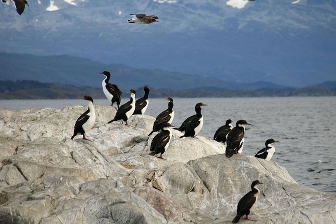 Beagle Channel Sailing Tour: Birds, Seals & Penguins Islands - Wildlife Viewing