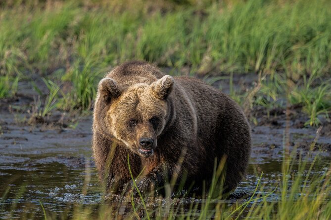 Bear and Arctic Animals 2 Day Trip From Rovaniemi - About Your Stay