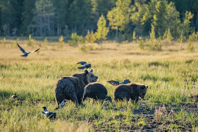 Bear and Arctic Animals 2 Day Trip From Rovaniemi - Meeting and Pickup Details