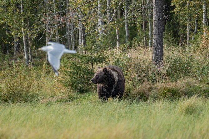 Bear and Arctic Animals 2 Day Trip From Rovaniemi - Health and Accessibility