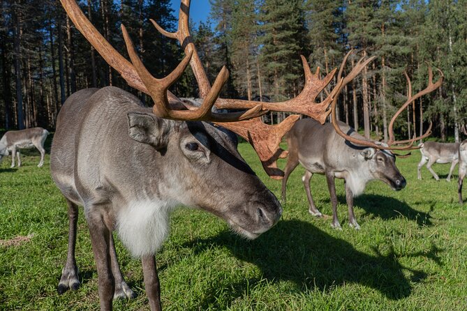 Bear and Arctic Animals 2 Day Trip From Rovaniemi - Itinerary and Activities