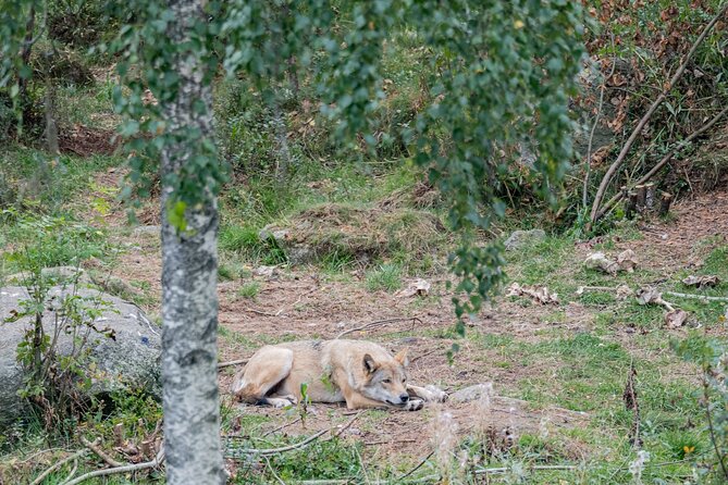 Bear and Arctic Animals 2 Day Trip From Rovaniemi - Wildlife Viewing Opportunities