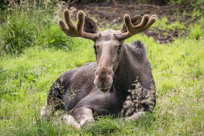 Bear and Arctic Animals 2 Day Trip From Rovaniemi - Accommodations and Dining
