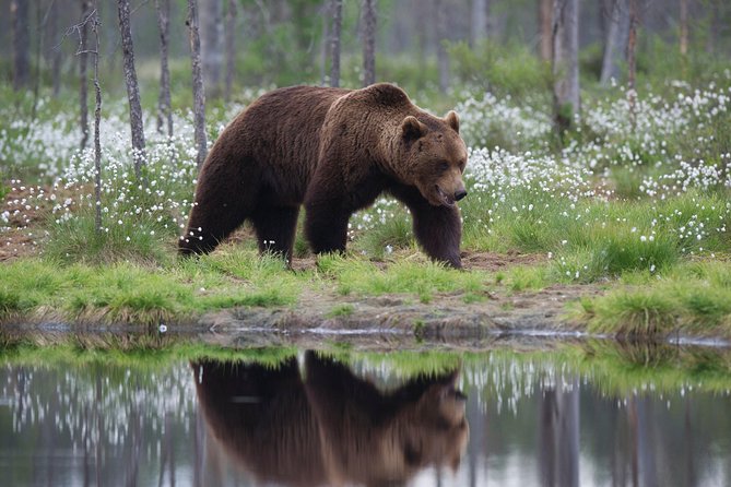 Bear Photography on Summer - Ethical Considerations