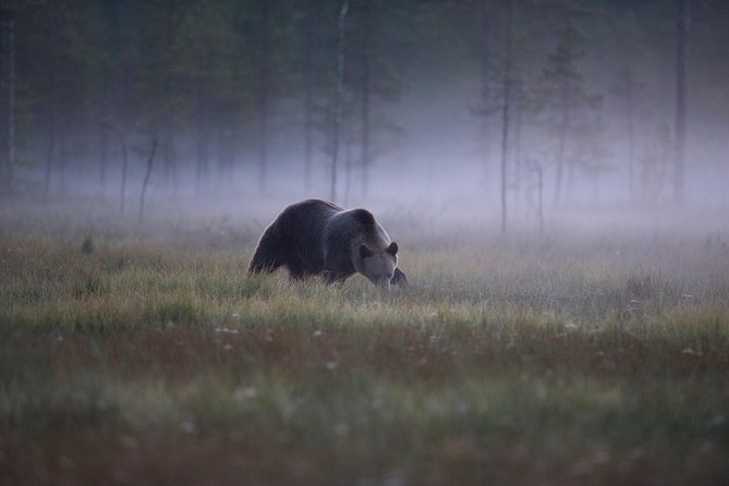 Bear Photography on Summer - Itinerary and Schedule