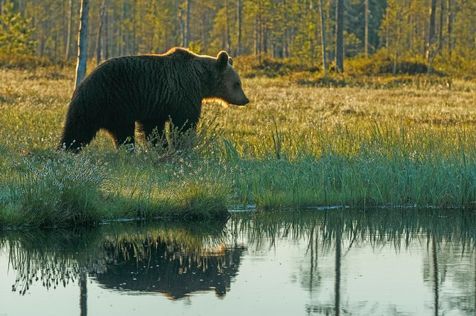 Bear Photography on Summer - What to Bring