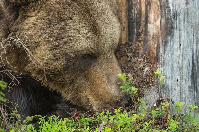 Bear Photography on Summer - Operator and Booking