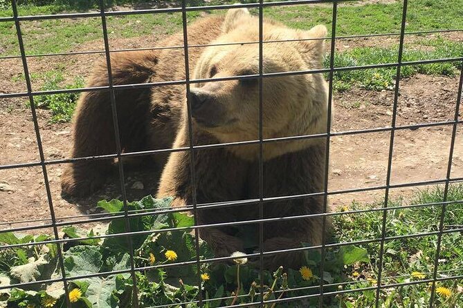 Bear Sanctuary and Bran Castle From Brasov - Discovering Bran Castle